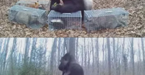 Scientists Forced to Rethink Animal Grief After Hidden Camera Shows Gorilla Systematically Freeing And Nurturing Trapped Creatures.