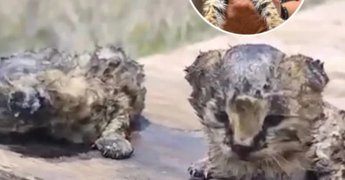 A Real-Life Miracle: After Everything Was Lost to the Flames, These Little Lives Emerged from the Ashes... Leaving Their Rescuers in Stunned Disbelief.