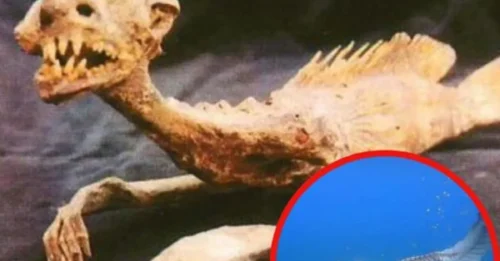 Mermaid Mummies Unearthed Today: Debunking Beauty Myths and Challenging Perceptions