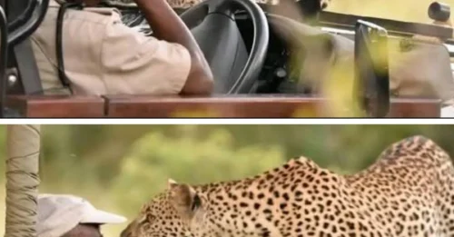 UNBELIEVABLE BOMBSHELL! Chilling Video Captures Moment Ranger, Tourists Come Face to Face with Leopard During Game Drive