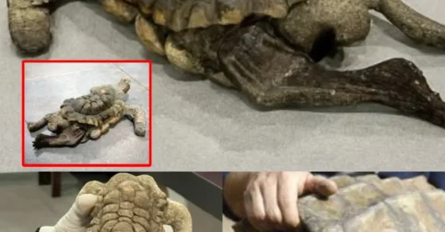 Forgotten for 30 Years in a Locked Room: Shell Deformed, Legs Paralyzed, Hope Was a Luxury. But at This Moment, the Whole World Must Fall Silent!