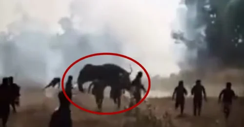 It's a MONSTER! A rogue elephant is on the loose following a terrifying rampage that has left 22 people dead in just 10 days.