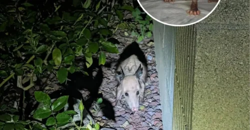 A 'Naked Demon' Bolted Through Their Lawn. But When It Turned Around... They Froze.
