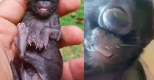 Nature Made a Mistake: This “Cyclops Kitten” Was Born Looking Like a Legend – But His Days Are Numbered