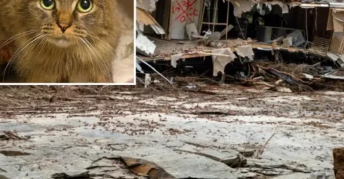 The 443-Day Secret: A Hurricane-Separated Cat Reunites with Family in a Story That Defies Nature