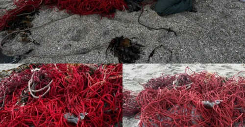 Trapped Under a Death Trap: The Moment This Creature Was Seconds From Suffocating!