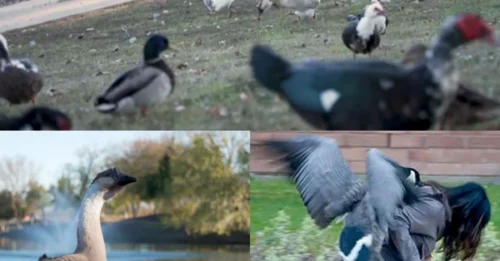 Horror in the Suburbs: 72-year-old Texas woman hospitalized with broken pelvis, internal bleeding after violent geese attack