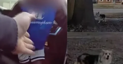 Real-Life Movie Magic: Modern-Day Lassie Refuses to Leave the Scene, Leads Police on an Urgent Dash to a Locked Car Just in Time to Save a Boy’s Life!