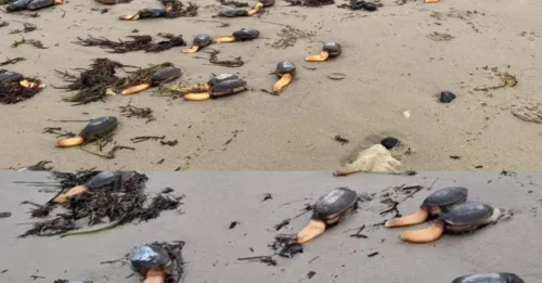 BREAKING: South West beach 'turns into Stranger Things scene' as hundreds of mystery creatures appear