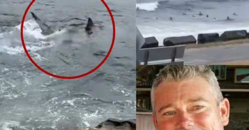 ‘Not a Safety Barrier’: Viral footage of sharks in a feeding frenzy at Snapper Rocks left viewers stunned – but some claim the incident exposes a more disturbing detail.