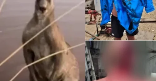 A Victoria man says he is “lucky to be alive” after being violently attacked and “flogged” by a kangaroo, recalling the terrifying encounter that nearly cost him his life and left him seriously injured.