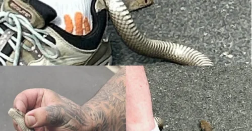 A woman is lucky to be alive after a highly venomous snake was caught in “the most bizarre” case a snake catcher has ever seen.