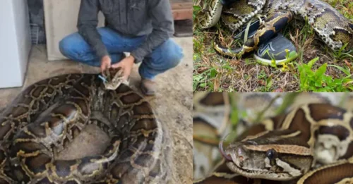 Florida Snake Hunter and His Family Wrestle 202-Pound Python That Dragged Him 15 Feet: The Heart-Stopping Backyard Encounter That Left Neighbors in Shock