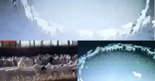 A flock of sheep walked in perfect circles for twelve days—locals whispered of magnetic fields, mind control, and alien influence.