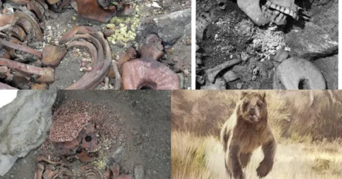 BEAR ATTACK: Archaeologists in Italy Just Uncovered a Shocking and Mysterious Prehistoric Bear Attack That Killed a Teenage Boy 28,000 Years Ago – A Discovery That Is Rewriting What We Know About Ice Age Survival