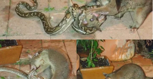 Possum Snake Showdown Caught on Camera in Queensland – The Unexpected Backyard Battle That Left Viewers Stunned