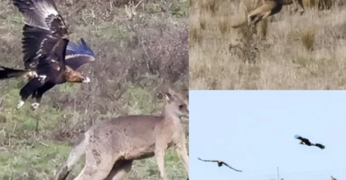 An amateur photographer has captured the unbelievable split-second moment eagles swooped toward a mob of kangaroos — a dramatic wildlife clash few have ever witnessed.