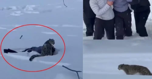 Unas imágenes escalofriantes muestran a una mujer siendo llevada mientras la sangre le corre por el rostro después de haber sido atacada por un leopardo de las nieves tras acercarse demasiado.