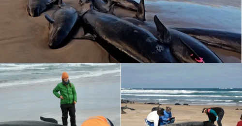 An Aussie state has had to enact a tragic “last resort” decision after more than 150 whales were stranded on a remote beach.