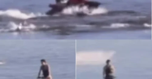 ‘Severely punished’: Outrage after jetskiers filmed stalking pod of dolphins at Adelaide beach