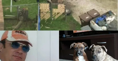 GRIM FIND! Horror as pit bulls eat their owner after he collapses and dies alone at home with his body lying undiscovered for days