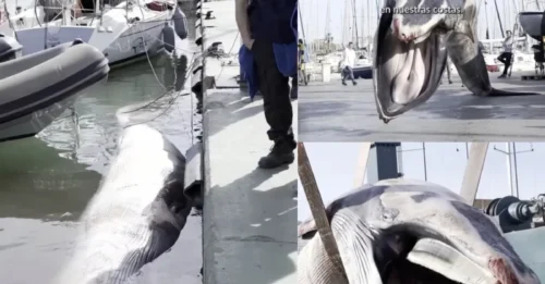 YATE A LA VISTA: Una ballena gigante de 9 metros aparece en un deslumbrante puerto deportivo español antes de que se utilizara una grúa para sacar del agua el cadáver de 6,5 toneladas.