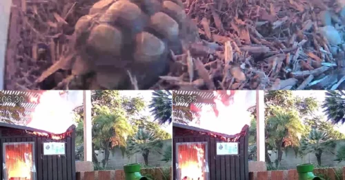 RACE AGAINST TIME: Nail-biting moment pet tortoise makes dramatic but painfully slow escape as fire erupts in hutch while owner is out