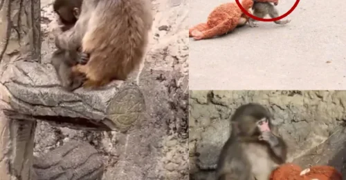 HEARTWARMING MIRACLE: MONKEY JOY Abandoned baby monkey named Punch who only had cuddly toy for a mother finally finds a REAL loving family after an emotional rescue