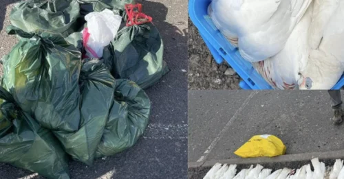 Mass Bird Death Mystery: Over 200 Birds Fall from the Sky in Melbourne Suburb in Suspected Poisoning Incident