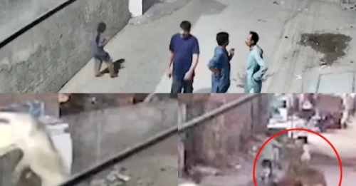 Terrifying footage has captured the moment a lion escapes its enclosure and attacks a mother and her two young children. Warning: graphic content.