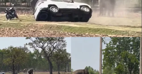 TUSKER TERROR: Shocking moment furious elephant flips cars & chases motorbike rider in wild rampage after being interrupted during sex