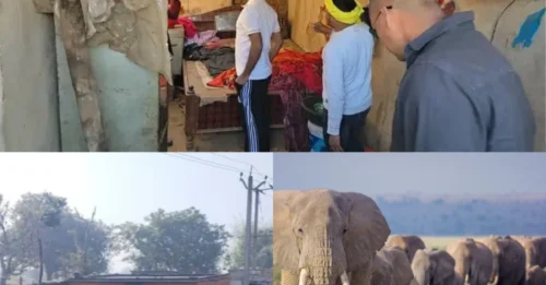 WILD BEAST: Rampaging elephants kill six as they wipe out family including 3-month-old tot after smashing into home as they slept