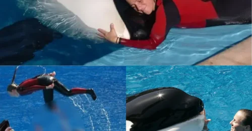 Horror at SeaWorld: 40-Year-Old Trainer Killed by Orca in Front of Hundreds of Spectators – The Incident That Changed Marine Shows Forever
