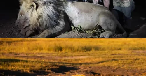 TWISTED TROPHY:  Legendary lion Blondie studied by Oxford boffins is lured from reserve and shot dead by sick trophy hunter in £35k kill