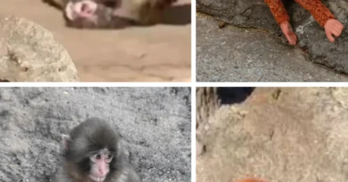 Sad truth about Punch the monkey: He's become a viral sensation. Now FRED KELLY tells why he was rejected by his mother, story of the soft toy he can't be parted from... and what's behind the horrifying attacks from his troop