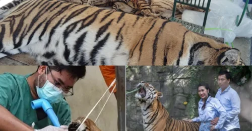 BREAKING: 72 tigers suddenly drop dead in Thailand as park visitors undergo urgent tests