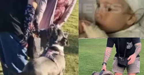 Nightmare Comes: Parents feared the worst when an off-leash dog lunged at their six-year-old daughter during a Sunday