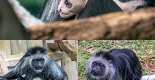 MONKEY BUSINESS: Stunning Surprise as Rare White Monkey Born from Endangered King Colobus Sparks ‘Double Baby Joy’ at UK Zoo