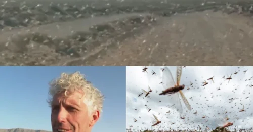 SALIENDO Enjambres bíblicos de langostas invaden las islas turísticas españolas desde el Sahara, mientras las autoridades instan a la calma en medio de los temores de plaga.