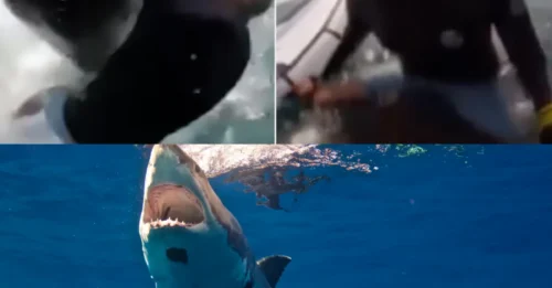 SHARK ATTACK: Windsurfing doctor, 55, Killed in a shark encounter by shark with body found in the water as horrified family watched on from beach