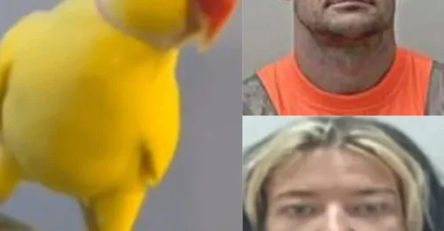 HERCULE PARROT: Moment pet PARROT called Mango helps cops bring down huge drug gang with its illicit squawking