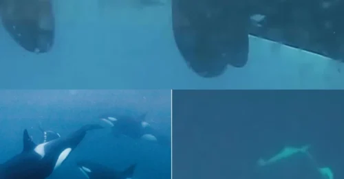 Never-before-seen moment two frisky killer whales are filmed KISSING in incredible footage – and they even use tongue