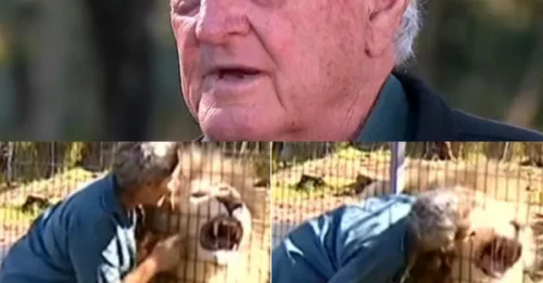 Identifican a una mujer atacada por un león en el zoológico Darling Downs como Joanne Cabban, según revelan imágenes impactantes