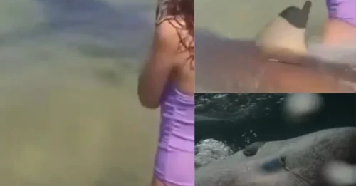 SHARK HORROR: Dad’s remains found after being mauled by sharks off Med tourist beach as chilling vid shows MORE beasts prowl for prey
