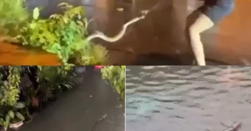 Horror videos show giant deadly pythons swimming through the streets in Brit tourist hotspot after torrential rain