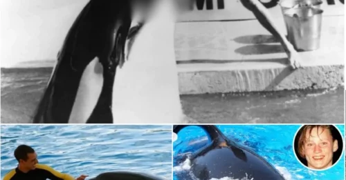 THE REVENGE OF THE KILLER WHALE THAT KILLED 3: A Newly Revealed, Chilling Photo Sparks Questions About the Captive Orca’s Alleged Hatred Toward Trainers