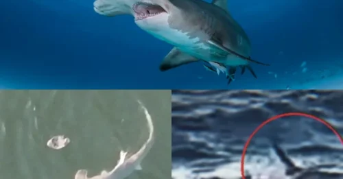 SHARK SHOCKER: Horror hammerhead shark attack caught on camera as surfer admits “I thought I was done for”