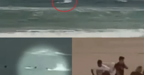 BEAST STRIKES! Dramatic moment shark attacks swimmer before victim hauls himself out of water in third mauling off Sydney within hours