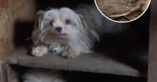 RESCUE RAID: Rescuers Enter Dilapidated House And Find Over 100 Animals Living Inside – A Heartbreaking Discovery That Changed Everything
