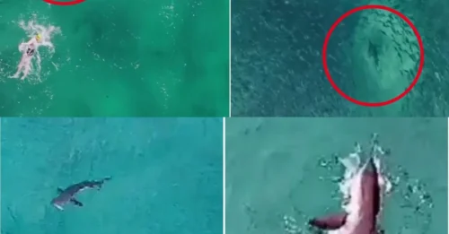 OCEAN TERROR: Swimmers’ close call with shark at Bondi Beach captured by drone